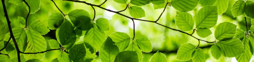 ash-from-modern-afflatus-NQ6Lh81BTRs-unsplash